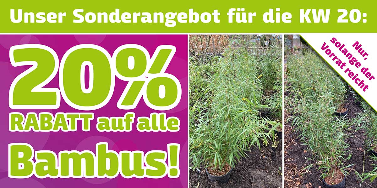 Unsere Aktion in KW 20: 20% Rabatt auf alle Bambus (solange der Vorrat reicht) bei Baumschule Werner